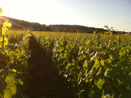 Jean-Marc & Thomas Bouley
