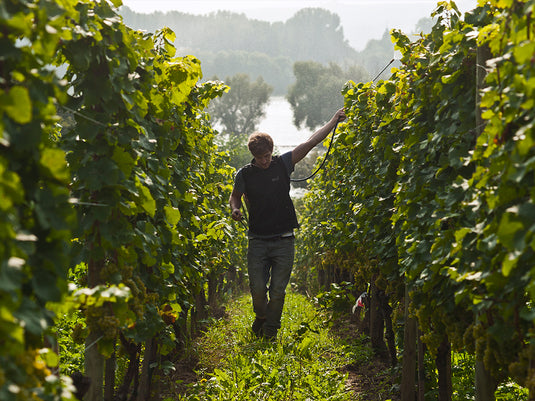 Peter Jakob Kühn, Rheingau